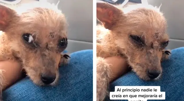 Joven rescata a un perro en deplorables condiciones y su transformación es increíble Joven rescata a un perro en deplorables condiciones y su transformación es increíble