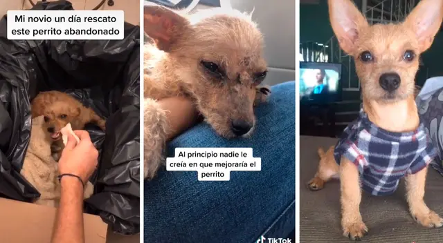 Joven rescata a un perro en deplorables condiciones y su transformación es increíble Joven rescata a un perro en deplorables condiciones y su transformación es increíble