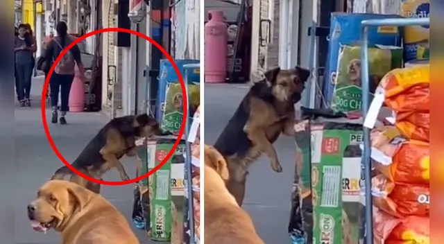 La divertida escena causó sensación en las redes sociales. La divertida escena causó sensación en las redes sociales.