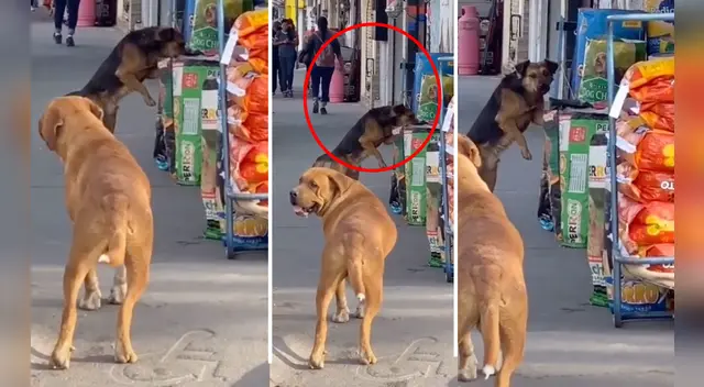 El clip cuenta con miles de reproducciones en TikTok. El clip cuenta con miles de reproducciones en TikTok.