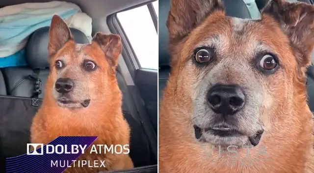 El perrito se asustó porque su dueño no venía de pagar la gasolina.