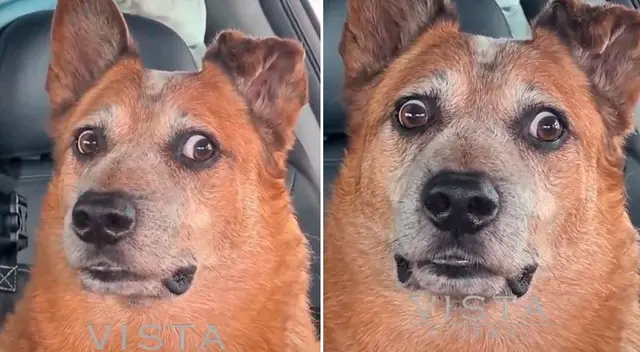 El perrito se asustó porque su dueño no venía de pagar la gasolina.