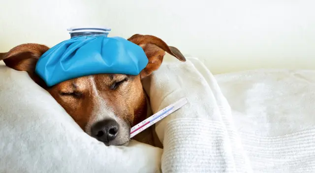 Los perros de razas grandes envejecen más rápido. Los perros de razas grandes envejecen más rápido.