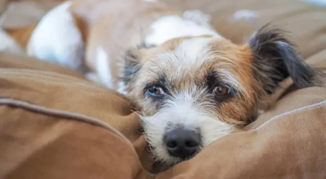 Si tu perro es de edad avanzada deberás hacerle chequeos continuos para evitar enfermedades. Si tu perro es de edad avanzada deberás hacerle chequeos continuos para evitar enfermedades.