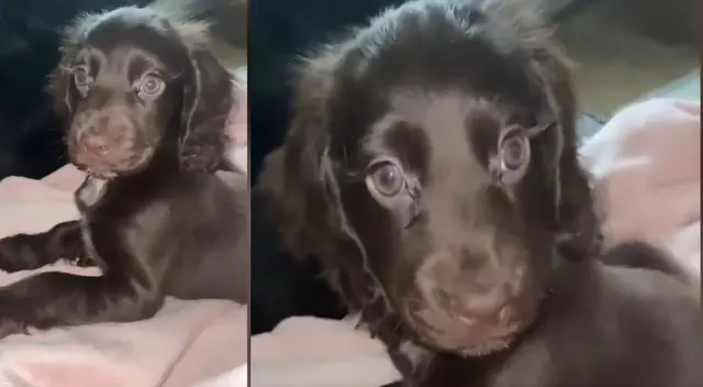 Llamativo video es toda una sensación en las redes sociales.