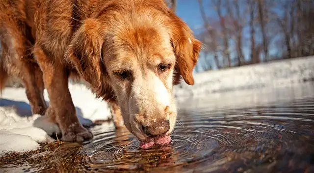 Sigue estos consejos para el cuidado de tu mascota en verano.