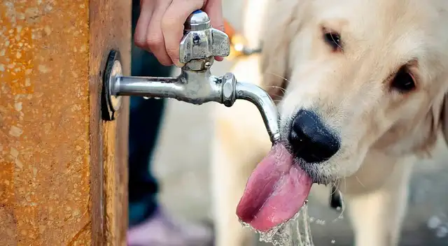 Sigue estos consejos para el cuidado de tu mascota en verano.
