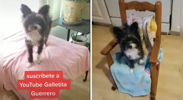 El clip cuenta con miles de reproducciones en TikTok. El clip cuenta con miles de reproducciones en TikTok.