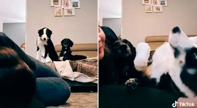 El video logró obtener más de 126 mil reproducciones en TikTok. El video logró obtener más de 126 mil reproducciones en TikTok.