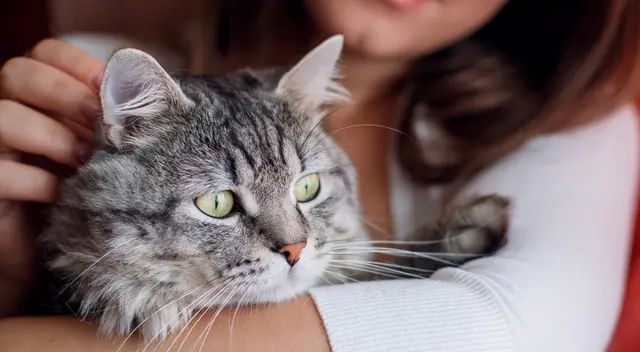 Tanto perros como gatos pueden sufrir de esta enfermedad degenerativas. Tanto perros como gatos pueden sufrir de esta enfermedad degenerativas.