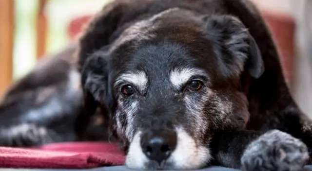 Es importante mantener una rutina para que tu mascota no se desoriente. Es importante mantener una rutina para que tu mascota no se desoriente.