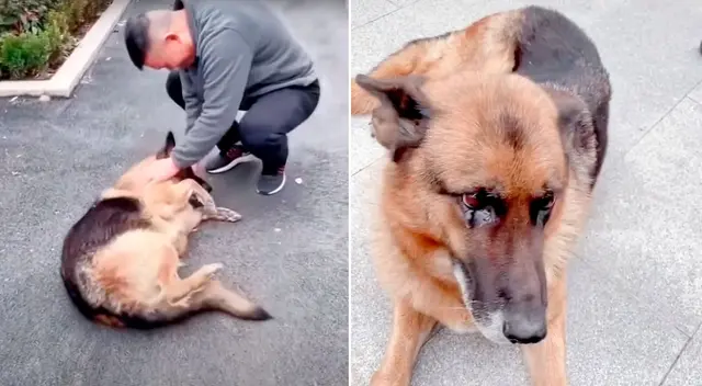 El emotivo encuentro entre la perrita y su dueño conmovió a miles.