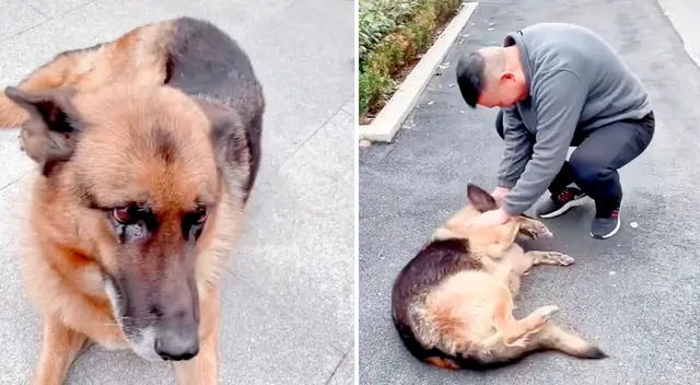 El emotivo encuentro entre la perrita y su dueño conmovió a miles.