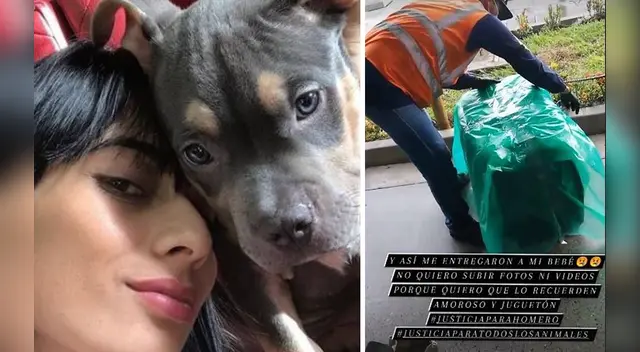 La joven mostró videos y fotos en sus redes sociales denunciando a la aerolínea por la muerte de su mascota. La joven mostró videos y fotos en sus redes sociales denunciando a la aerolínea por la muerte de su mascota.