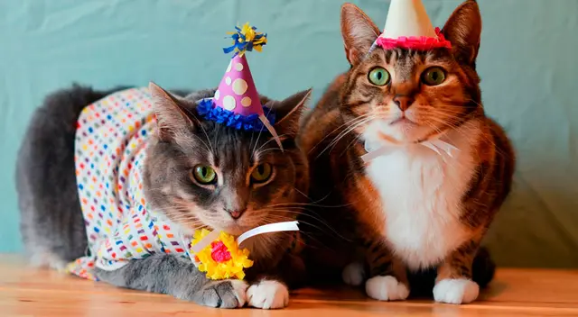 Las personas asistieron a una fiesta de cumpleaños clandestina. Las personas asistieron a una fiesta de cumpleaños clandestina.