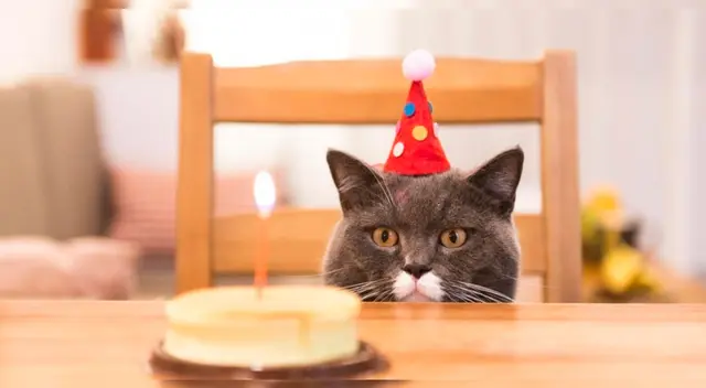 Las personas asistieron a una fiesta de cumpleaños clandestina. Las personas asistieron a una fiesta de cumpleaños clandestina.