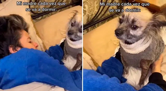 El perrito protegió a su dueña en todo momento.