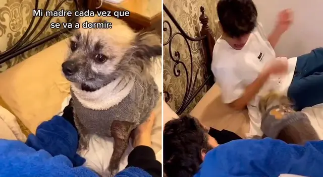 El perrito protegió a su dueña en todo momento.