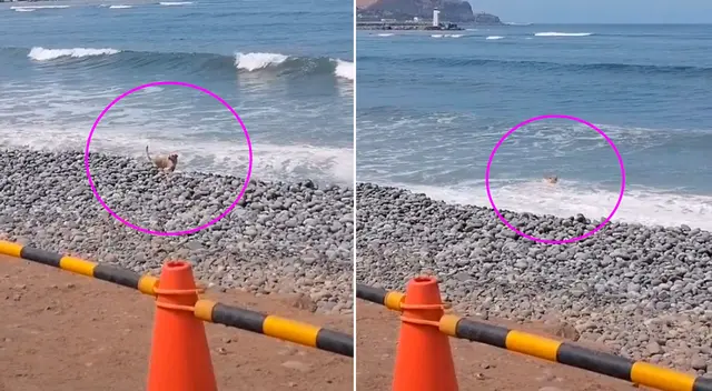 Los transeúntes se quedaron a grabar al tierno perrito de TikTok.