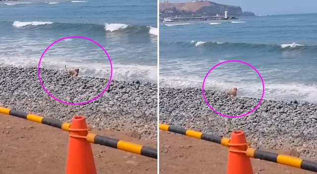 Los transeúntes se quedaron a grabar al tierno perrito de TikTok.