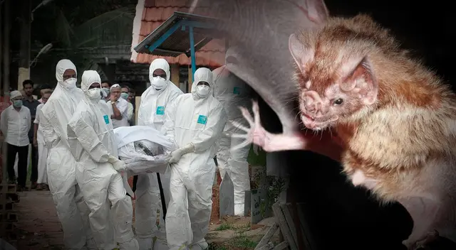 El virus Nipah presenta una tasa de letalidad del 40 al 75% se extienda por el mundo.