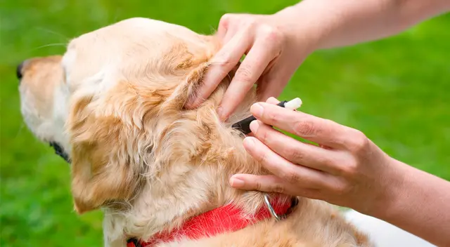 Conoce cómo cuidar a sus mascotas de las garrapatas.