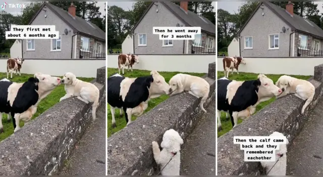 La escena se ha robado el corazón de miles de usuarios en las redes sociales. La escena se ha robado el corazón de miles de usuarios en las redes sociales.