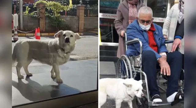 El tierno hecho ocurrió en Turquía y es viral en YouTube.