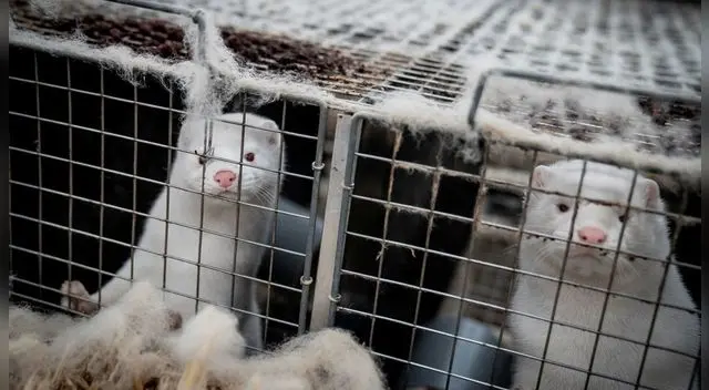 Un brote de coronavirus obligará a sacrificar a 3.100 visones de una granja en España.