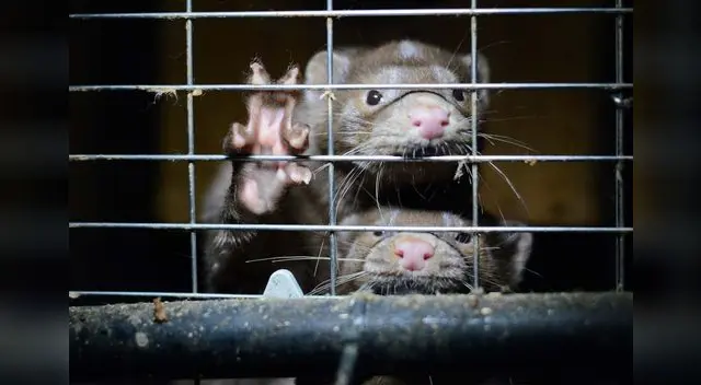 En los próximos días se procederá a sacrificar a los 3.100 ejemplares que integran la explotación.