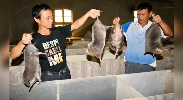 La posibilidad de ver nuevas dolencias transmitidas por animales a humanos en el futuro es muy real.