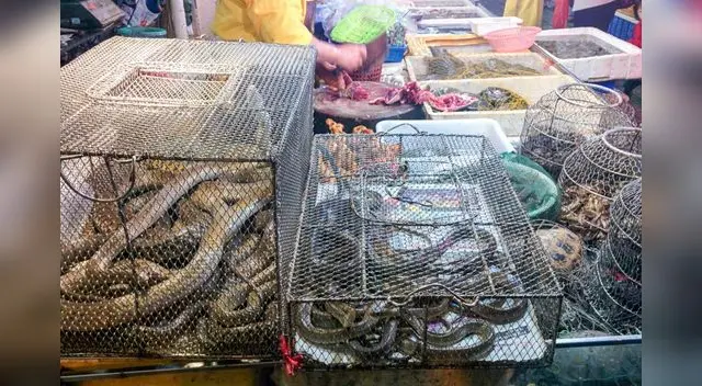 La Organización de las Naciones Unidas (ONU) calcula que el tráfico de especies protegidas mueve cada año entre ocho mil y 20 mil millones de dólares.