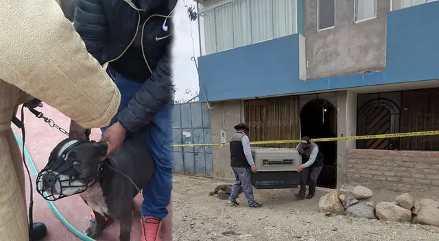 Perros pitbull deberán ser sometidos a la eutanasia.