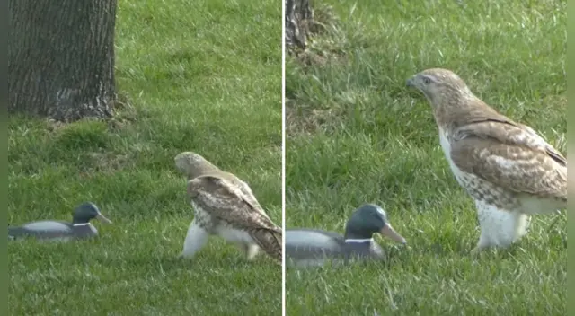 El clip cuenta con miles de reproducciones en YouTube.