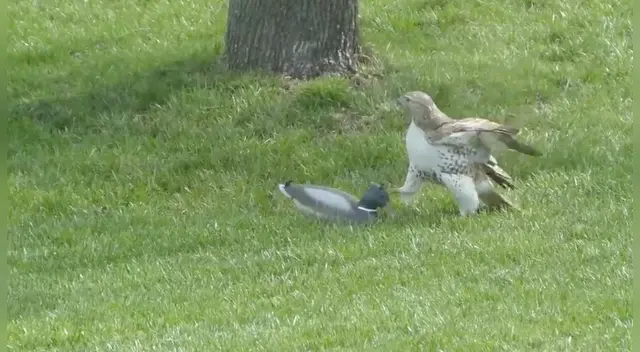 La singular escena causó sensación en las redes sociales.