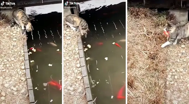 El gatito demostró sus habilidades felinas.
