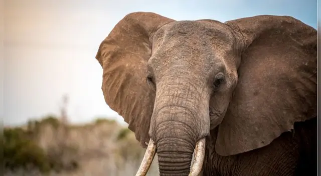Los guardias forestales fueron quienes hallaron al elefante gravemente herido con quemaduras en una oreja.