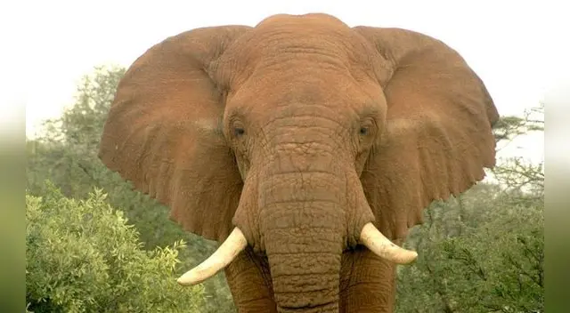 Un elefante de 40 años falleció este jueves al quemarse vivo, después de que un grupo de personas le lanzara una tela en llamas encima.