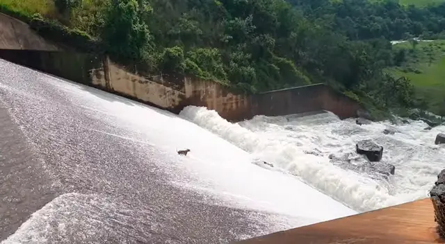 Un jardinero rescató en Sudáfrica a un perro que había sido arrastrado por el agua de una presa mientras seguía a su dueño.