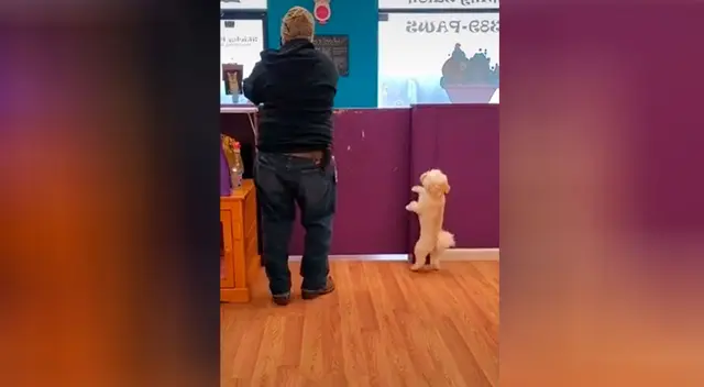El perrito ha cautivado a todos en TikTok