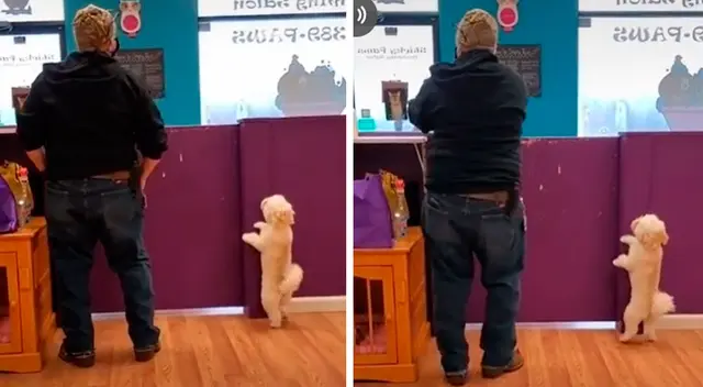 El perrito ha cautivado a todos en TikTok