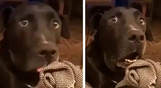La reacción de un perrito al enterarse de que la mascota del vecino está embarazada