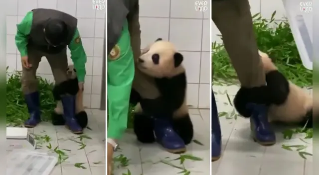 El clip cuenta con miles de reproducciones en Facebook. El clip cuenta con miles de reproducciones en Facebook.