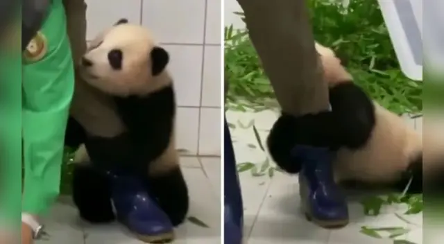 La escena causó sensación en las redes sociales. La escena causó sensación en las redes sociales.