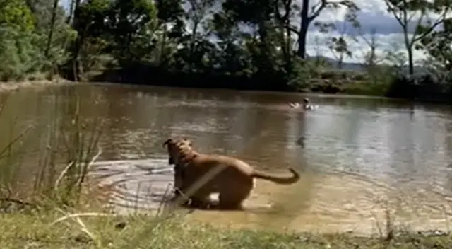 Terrorífica escena en el río se viralizó en las redes sociales.