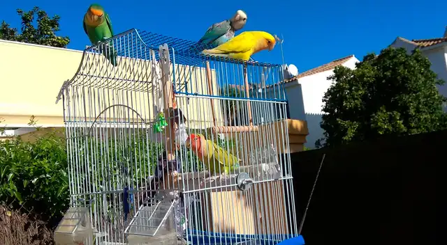 Es común que las aves muden la piel en verano.