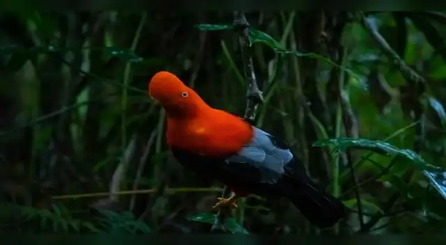 El gallito de las rocas es una de las especies que habita en la zona