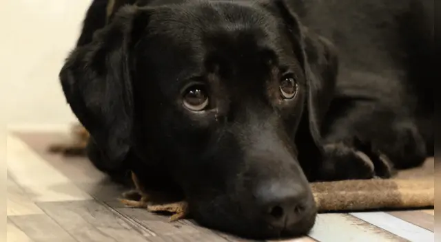 El video viral conmovió a miles de usuarios en las redes sociales.