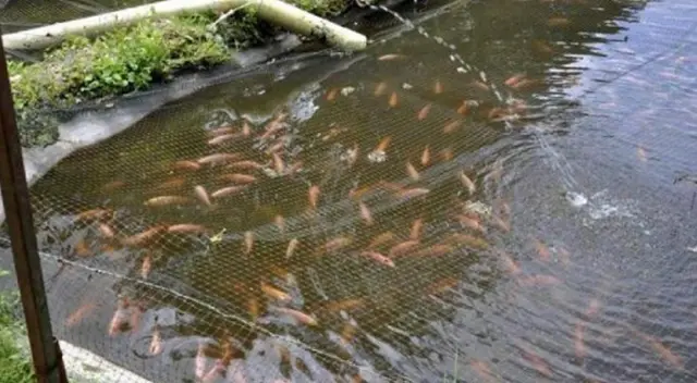 Actividades que se realizarán en la inmovilización obligatoria.