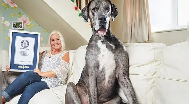 Freddy, un gran danés reconocido por el libro de los Récords Guinness como el perro más alto del mundo.